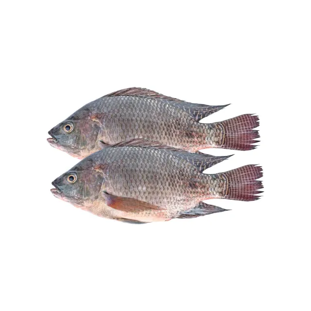 Tilapia Fish Doha 1kg