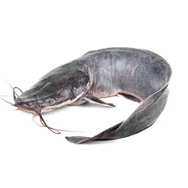 Wels Catfish