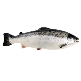 سلمون نرويجي Hgt4/5/6، 3kg