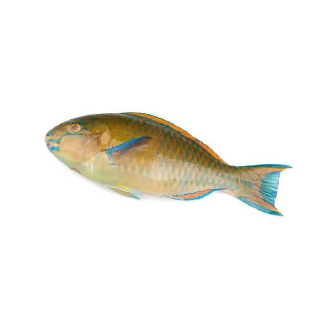 سمك ببغاء، 2kg