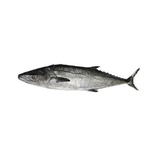 سمك الملك الصغير، 1kg
