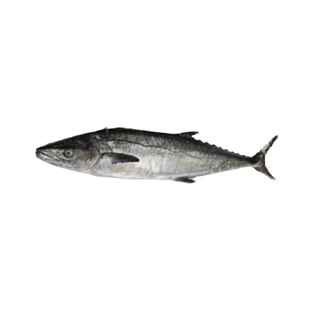 سمك الملك الصغير، 1kg
