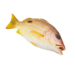 Blue Lined Snapper, 1kg
