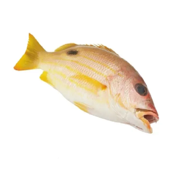 Blue Lined Snapper, 1kg