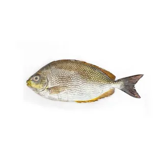سمك سعفي طازج، 500g