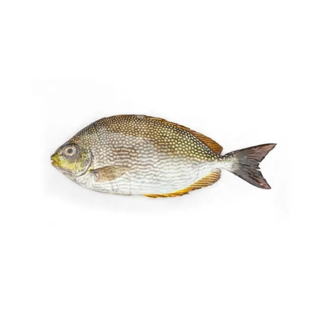 سمك سعفي طازج، 500g