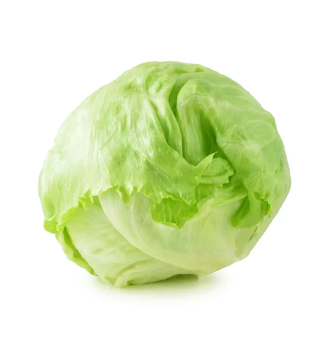 خس آيسبرج