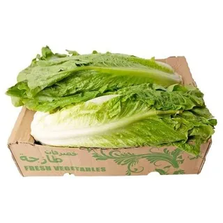 Lettuce Big FB 51008