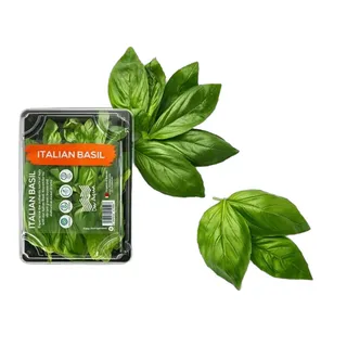 Dar Aqua Herbs Basil Green Pack