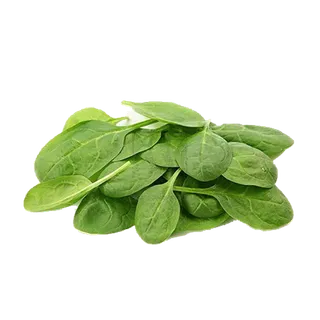 BABY SPINACH HOLLAN CONT