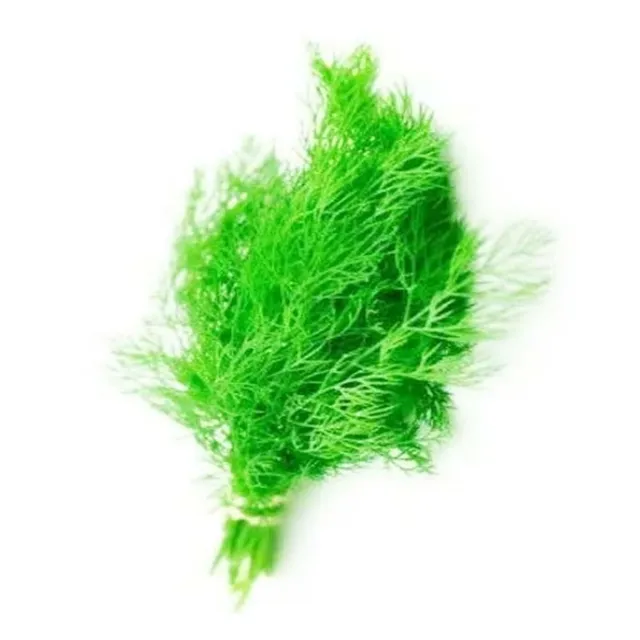 Dill Pc 51178