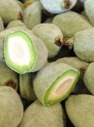 Fresh Almond Zein Box, 400g