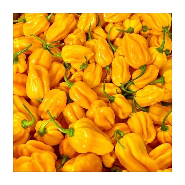 Habenero Yellow kilo