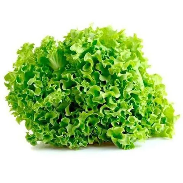 Lettuce Lollo Bionda Kuwait 1kg