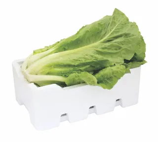 Lettuce Romaine Kuwait Falin Pack