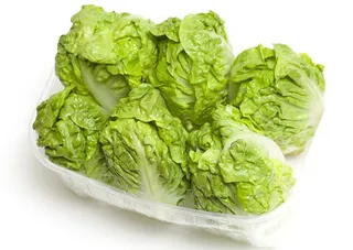 Lettuce Gem Holland Pkt