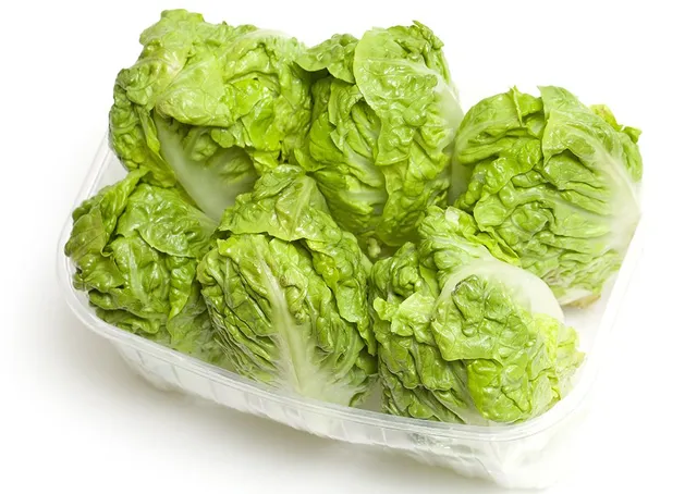 Lettuce Gem Holland Pkt
