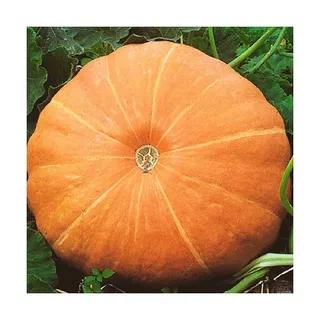Natureland Organic Orange Pumpkin