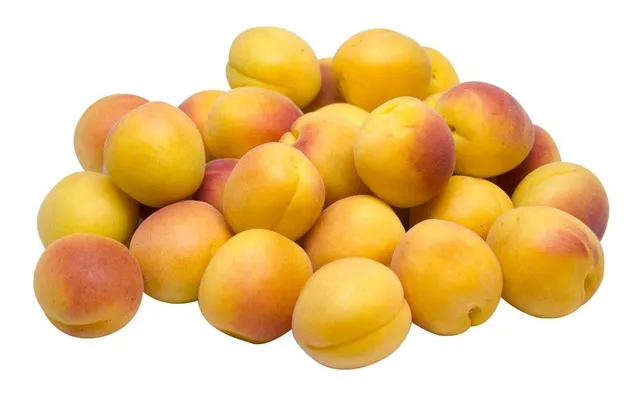Apricot Jordan Kg
