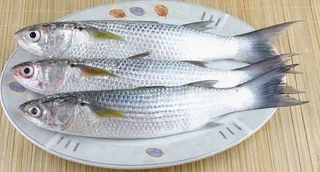 Fresh Grey Mullet Fish Small - Egypt 1kg