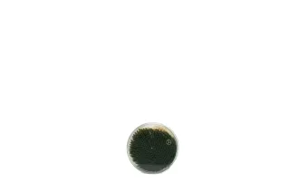 Fiji Toothpick Mint 400 pcs
