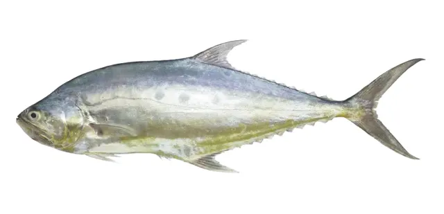 البصرة