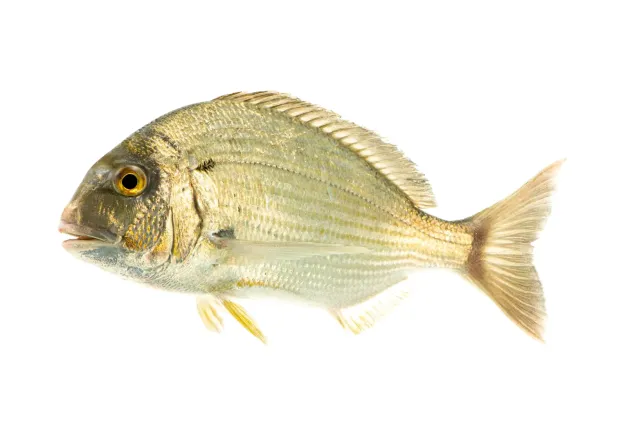 Kalbar Fish 600 g