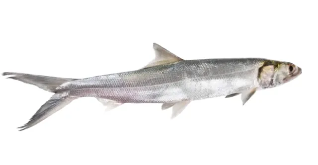 Ladies Fish 600 g