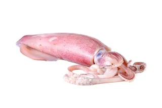 Squid Large 600 g