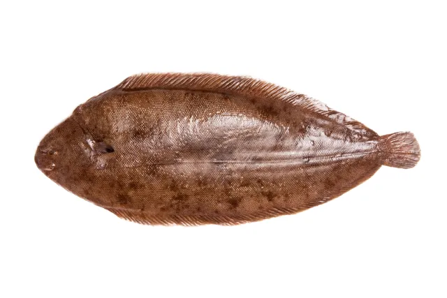 Sole Fish Import 1 kg