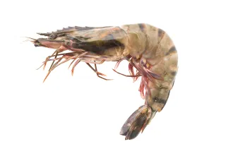 Karikkadi Prawns Import 1 kg