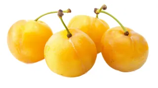 Plum Yellow S Africa 600 g