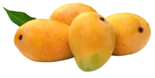 مانجو بريور
