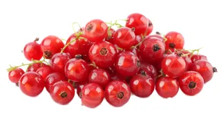 Red Currant Holland